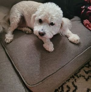 Meet your Posher, Elena